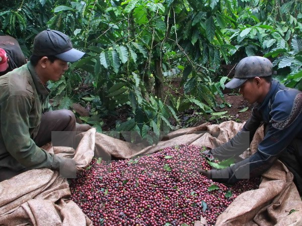 Sector cafetero de Vietnam por fomentar capacidad de adaptación al cambio climático ảnh 1  Sector cafetero de Vietnam por fomentar capacidad de adaptación al cambio climático ảnh 1