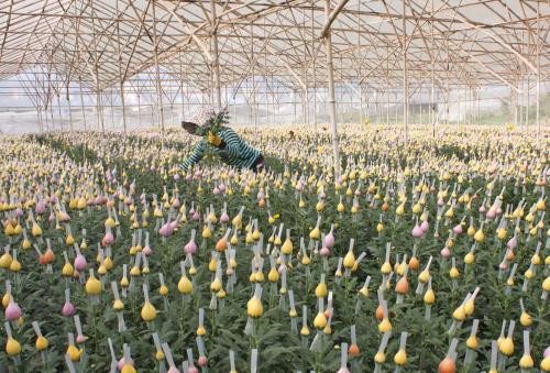 Empresa japonesa invierte en floricultura en Vietnam ảnh 1 Empresa japonesa invierte en floricultura en Vietnam ảnh 1