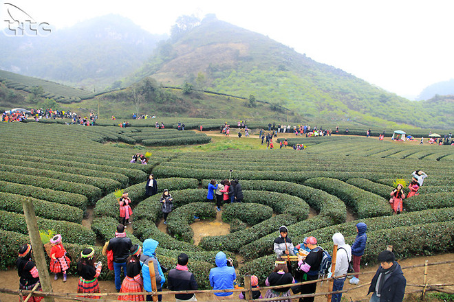 Celebran festival de té en provincia norvietnamita ảnh 1 Celebran festival de té en provincia norvietnamita ảnh 1
