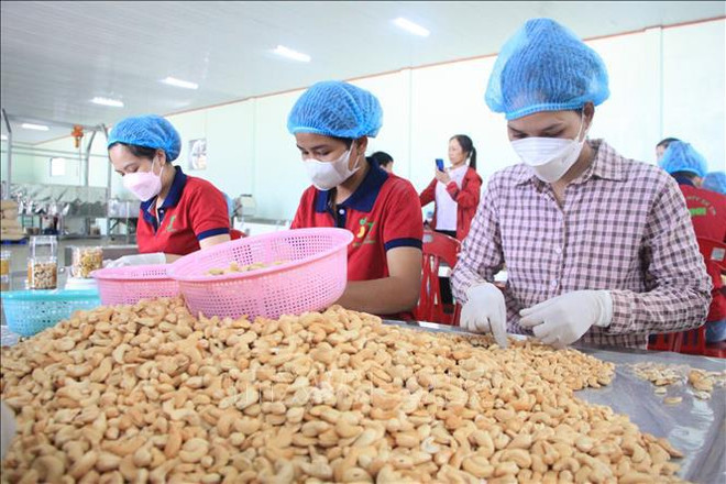 Buscan promover aún más desarrollo de industria de anacardo de Vietnam ảnh 2 Buscan promover aún más desarrollo de industria de anacardo de Vietnam ảnh 2
