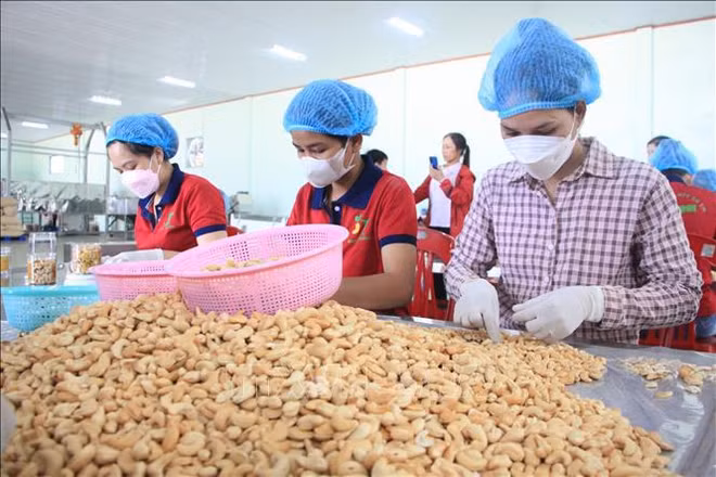 Buscan promover aún más desarrollo de industria de anacardo de Vietnam ảnh 2