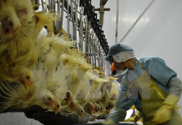 Exportan primer lote de pollo vietnamita a Japón ảnh 1 Exportan primer lote de pollo vietnamita a Japón ảnh 1