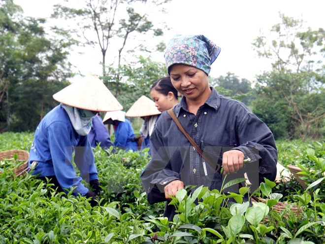 Vietnam aumenta exportaciones de té ảnh 1