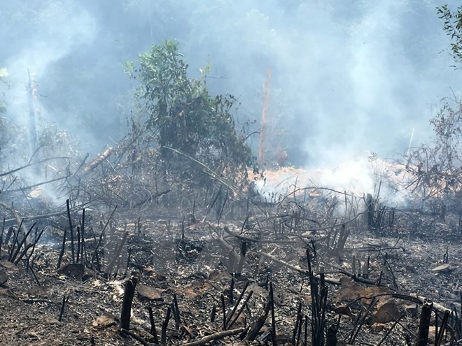 Indonesia impulsa en lucha contra incendios forestales ảnh 1 Indonesia impulsa en lucha contra incendios forestales ảnh 1