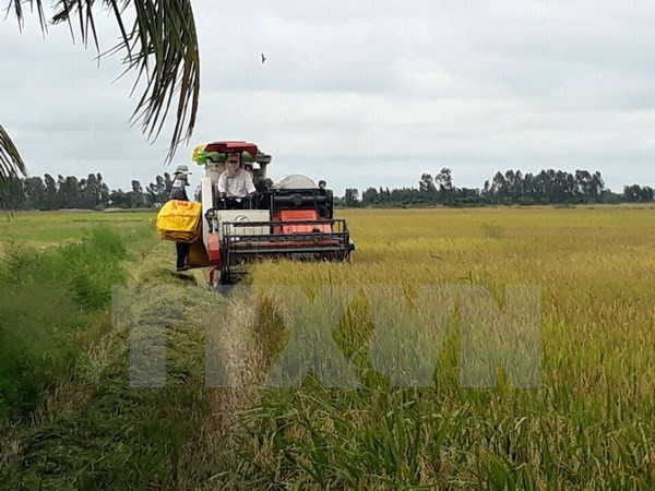 Vietnam optimizará sistema de producción arrocera ảnh 1