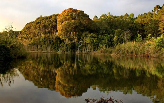 Parque Nacional de Chu Mom Ray, potencial destino turístico en Vietnam ảnh 1 Parque Nacional de Chu Mom Ray, potencial destino turístico en Vietnam ảnh 1