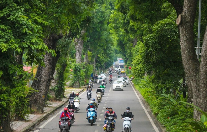 Impulsan en Vietnam campaña de plantación de árboles ảnh 1 Impulsan en Vietnam campaña de plantación de árboles ảnh 1