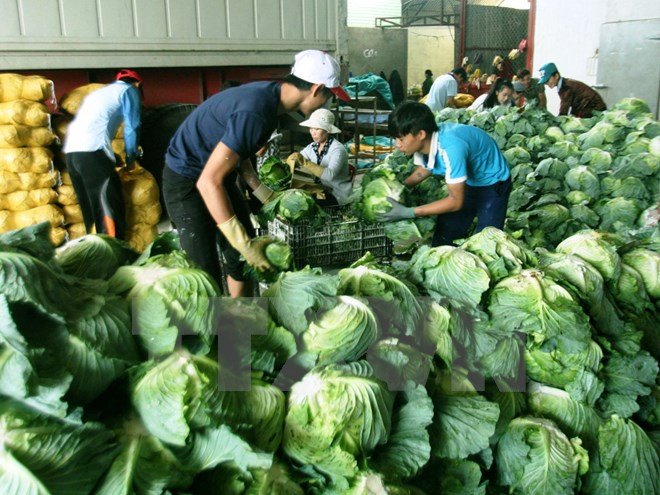 Impulsan comercio de productos agrosilvícolas y pesqueros en provincia de Vietnam ảnh 1