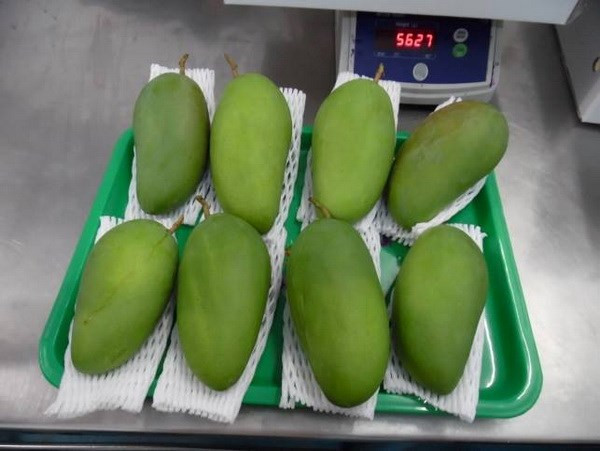 Por primera vez se vende mango vietnamita en Australia ảnh 1