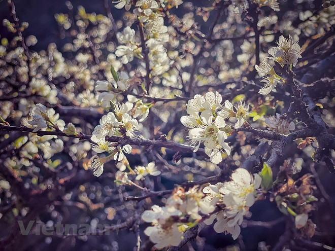 Contemplan temporada de floración en la meseta de Moc Chau ảnh 1 Contemplan temporada de floración en la meseta de Moc Chau ảnh 1