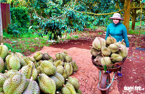 Cientos de áreas de cultivo de durián de Vietnam reciben códigos de exportación a China ảnh 1 Cientos de áreas de cultivo de durián de Vietnam reciben códigos de exportación a China ảnh 1