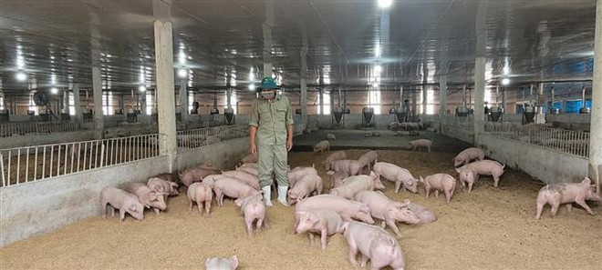 Aplican alta tecnología en desarrollo económico de fincas en provincia vietnamita ảnh 2 Aplican alta tecnología en desarrollo económico de fincas en provincia vietnamita ảnh 2