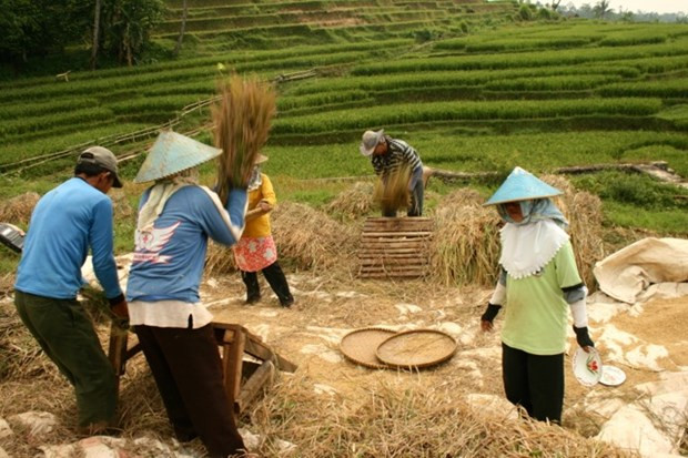 Indonesia anuncia estrategia nacional de e-agricultura ảnh 1