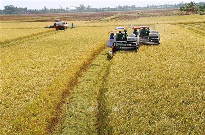 Grandes oportunidades para la exportación de arroz vietnamita ảnh 2 Grandes oportunidades para la exportación de arroz vietnamita ảnh 2