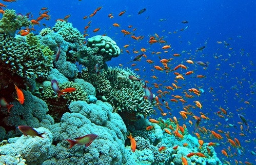 Restauran y protegen los ecosistemas de arrecifes de coral en Bahía de Ha Long ảnh 2 Restauran y protegen los ecosistemas de arrecifes de coral en Bahía de Ha Long ảnh 2