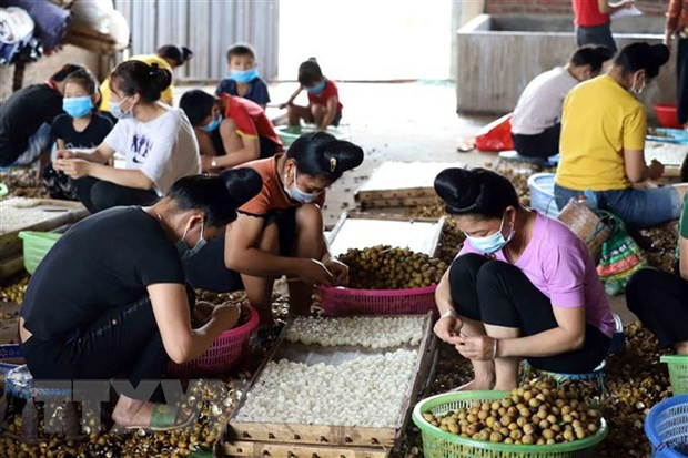 ASEAN potencia papel de mujeres en el sector agrícola ảnh 1 ASEAN potencia papel de mujeres en el sector agrícola ảnh 1