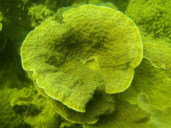 Restauran y protegen los ecosistemas de arrecifes de coral en Bahía de Ha Long ảnh 1 Restauran y protegen los ecosistemas de arrecifes de coral en Bahía de Ha Long ảnh 1