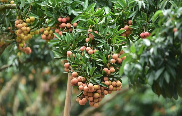 Estados Unidos, mercado potencial para frutas vietnamitas ảnh 1 Estados Unidos, mercado potencial para frutas vietnamitas ảnh 1