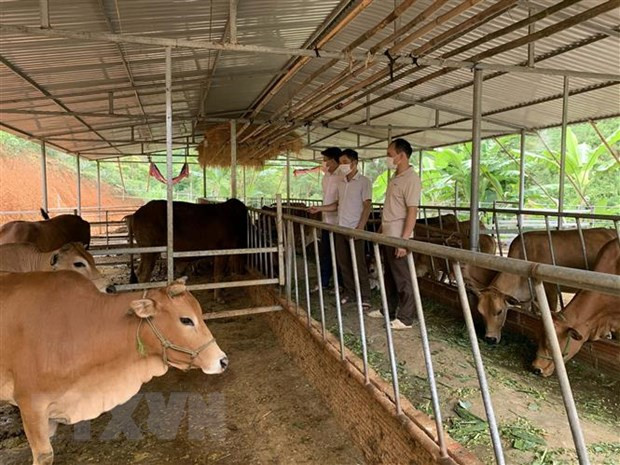 Vietnam por reducir la pobreza multidimensional de manera sostenible ảnh 1 Vietnam por reducir la pobreza multidimensional de manera sostenible ảnh 1