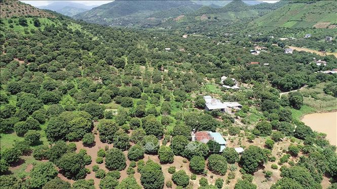 Envía provincia vietnamita de Son La primer lote de longan a Europa ảnh 2 Envía provincia vietnamita de Son La primer lote de longan a Europa ảnh 2