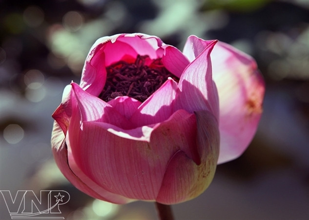 Temporada de lotos en Hanoi ảnh 15