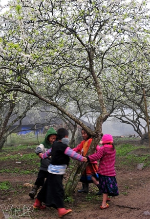 Atractivo pasaje del campo de ciruelos en Moc Chau ảnh 7