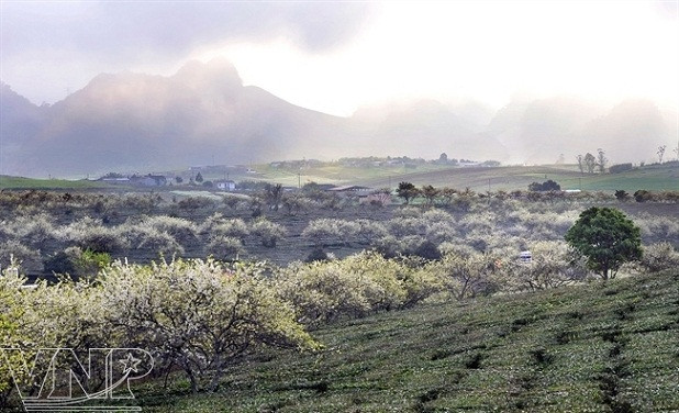 Atractivo pasaje del campo de ciruelos en Moc Chau ảnh 2