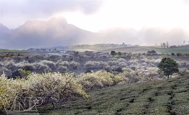 Atractivo pasaje del campo de ciruelos en Moc Chau ảnh 2
