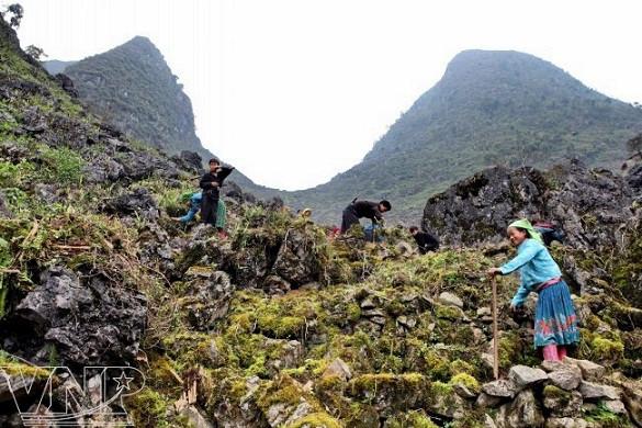 Meseta rocosa Dong Van ảnh 4