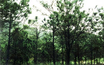 Parque Bai Tu Long, tesoro natural de Vietnam ảnh 1 Parque Bai Tu Long, tesoro natural de Vietnam ảnh 1