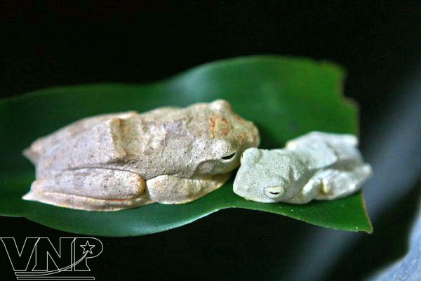 Centro bioexperimental en Hanoi ảnh 2