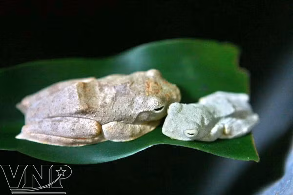 Centro bioexperimental en Hanoi ảnh 2