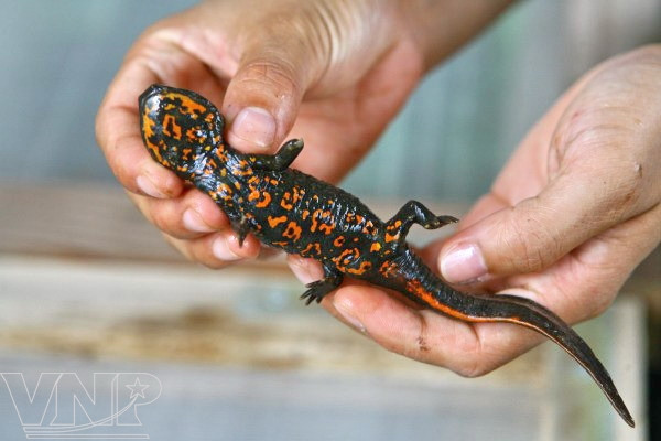 Centro bioexperimental en Hanoi ảnh 3