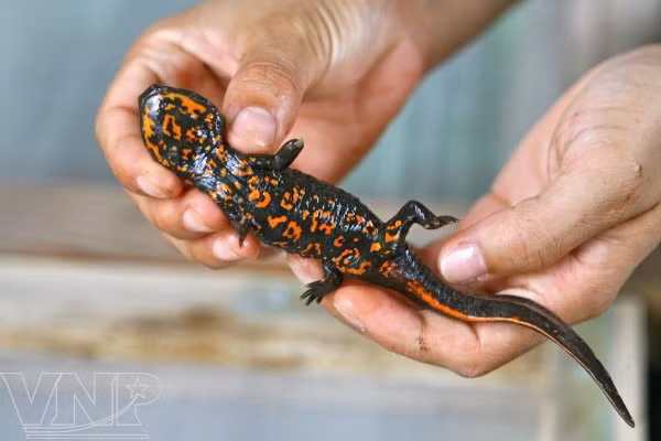 Centro bioexperimental en Hanoi ảnh 3