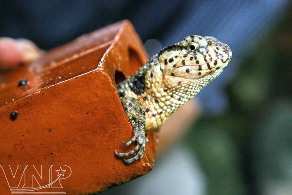 Centro bioexperimental en Hanoi ảnh 6