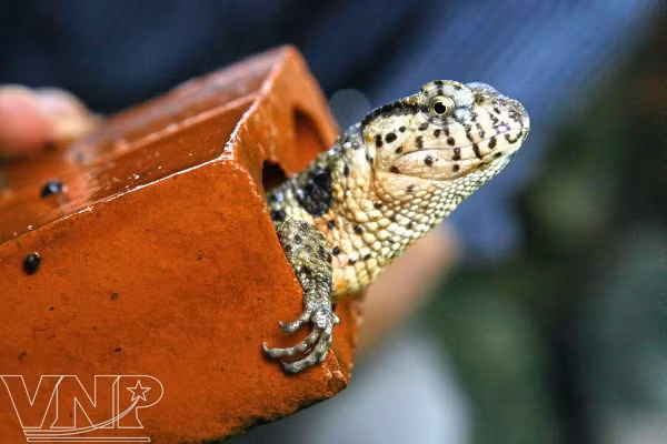 Centro bioexperimental en Hanoi ảnh 6