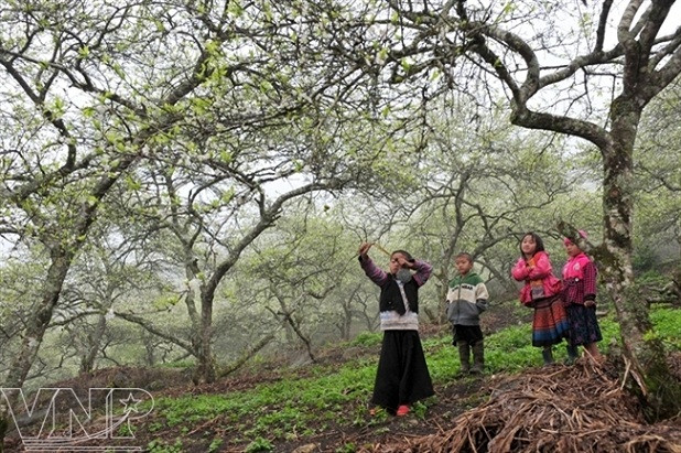 Atractivo pasaje del campo de ciruelos en Moc Chau ảnh 6