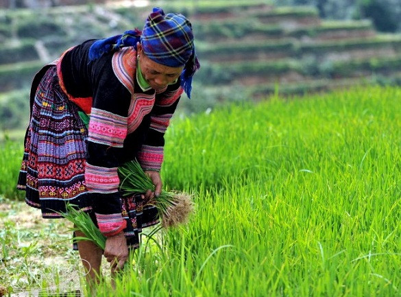 Siembra de arroz en Hoang Su Phi ảnh 3 Siembra de arroz en Hoang Su Phi ảnh 3