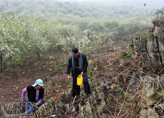 Atractivo pasaje del campo de ciruelos en Moc Chau ảnh 4