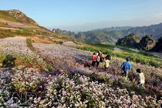 Temporada de flores de alforfón en altiplanicie vietnamita ảnh 7 Temporada de flores de alforfón en altiplanicie vietnamita ảnh 7