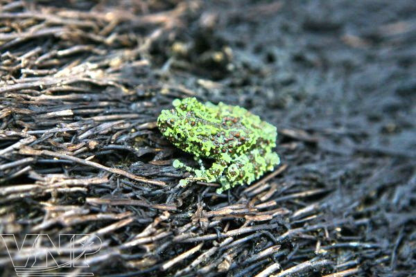 Centro bioexperimental en Hanoi ảnh 9