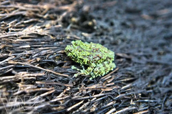 Centro bioexperimental en Hanoi ảnh 9