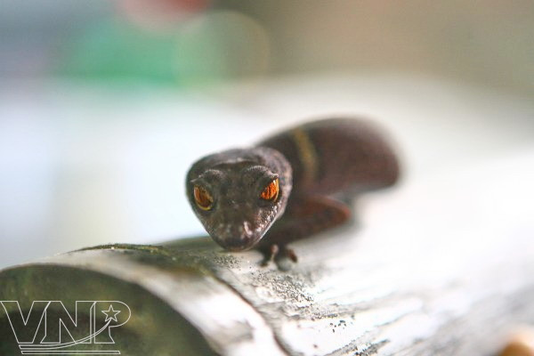Centro bioexperimental en Hanoi ảnh 7