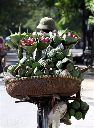Temporada de lotos en Hanoi ảnh 10