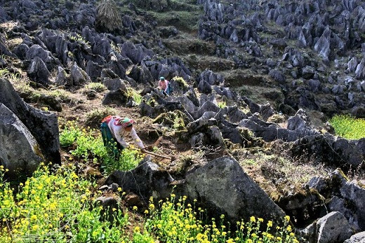 Meseta rocosa Dong Van ảnh 8