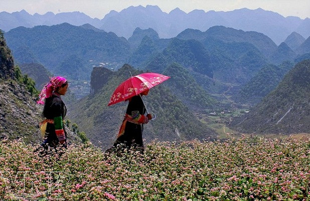Temporada de flores de alforfón en altiplanicie vietnamita ảnh 3 Temporada de flores de alforfón en altiplanicie vietnamita ảnh 3