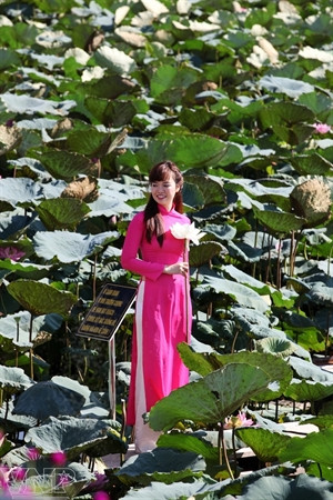 Temporada de lotos en Hanoi ảnh 7