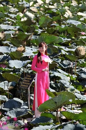 Temporada de lotos en Hanoi ảnh 7