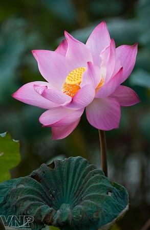 Temporada de lotos en Hanoi ảnh 2