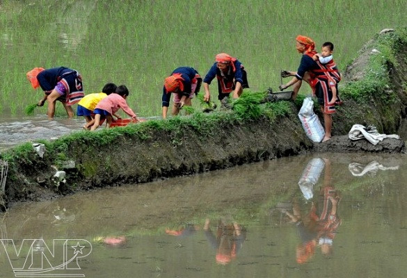 Siembra de arroz en Hoang Su Phi ảnh 5 Siembra de arroz en Hoang Su Phi ảnh 5
